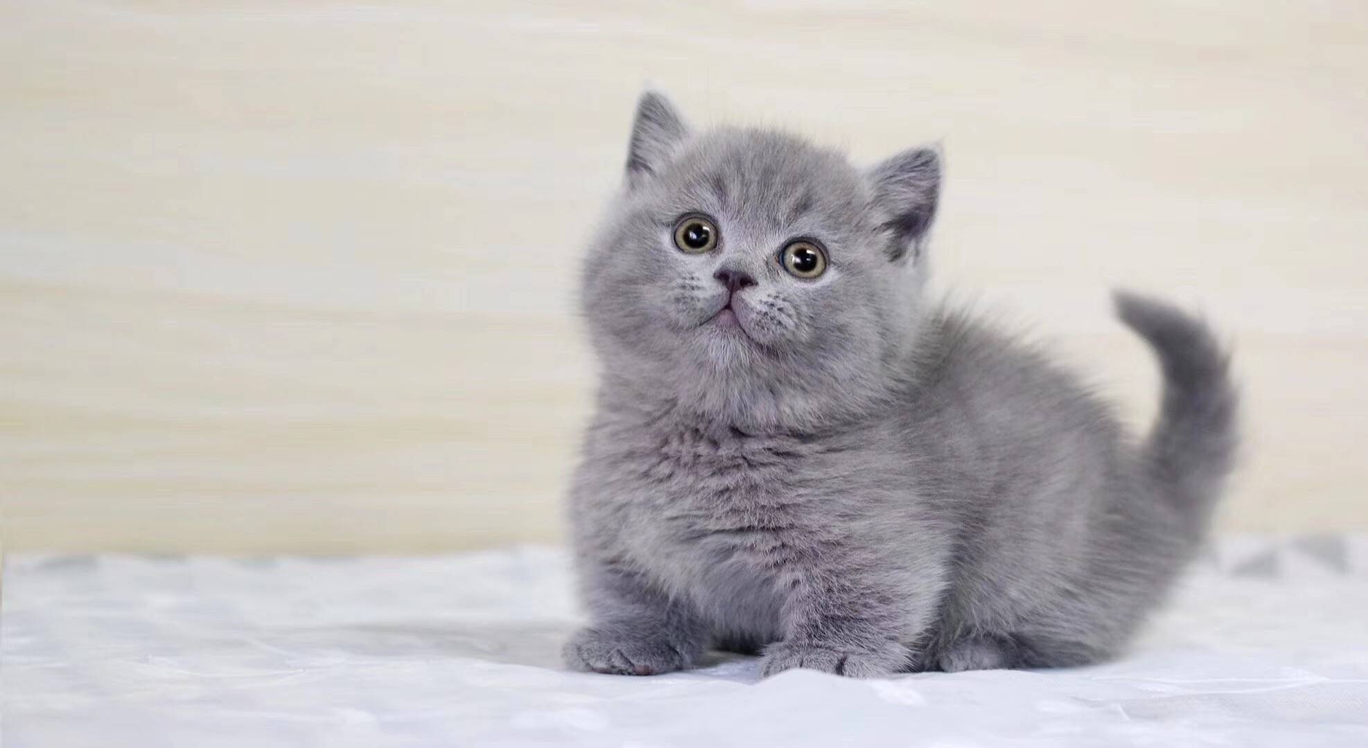英短蓝白猫多少钱一只算是正常价格 猫咪