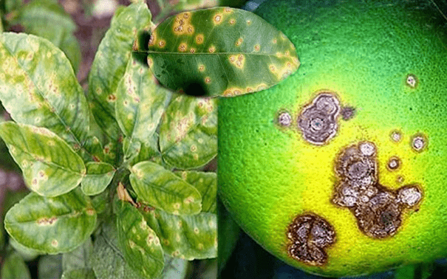 柚子溃疡病怎么办