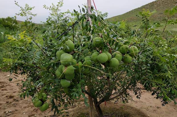 原创文冠果被拍成科教宣传片当国礼送外宾一直被惦记却红不起来