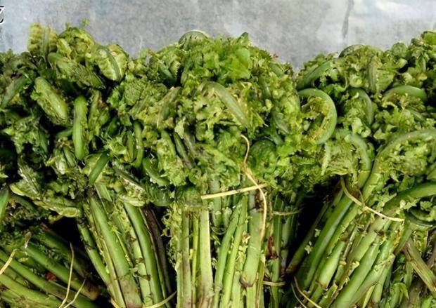 地道的北方山野菜,常被误认成蕨菜,却被称为广东菜
