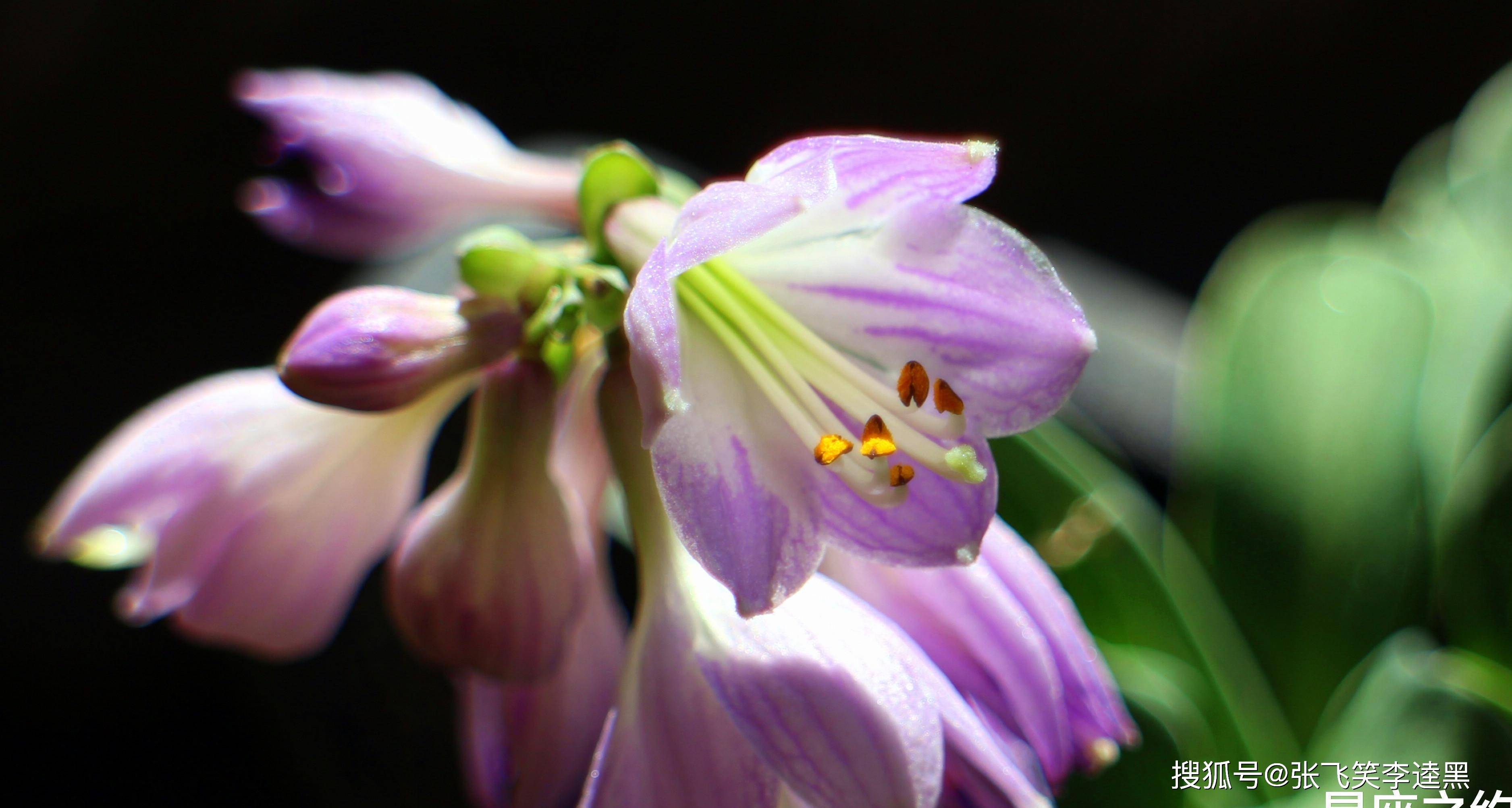 10月9日星座运势 白羊灵活变通 狮子重燃斗志 双鱼如履薄冰 才能
