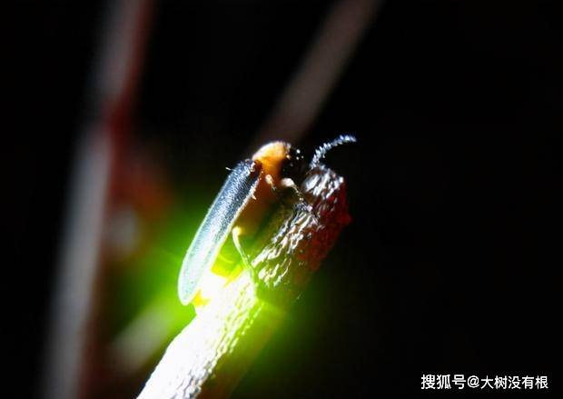 d29ba4b346fe44339074a9479736650d.jpeg