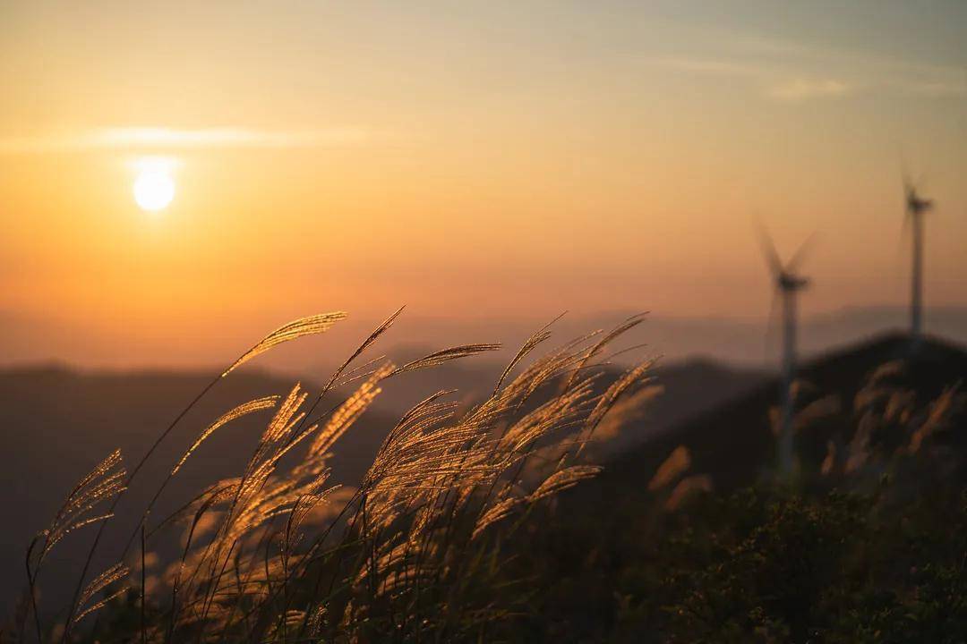 夏日长|大暑 | 长夏终有时，但惜夏日长