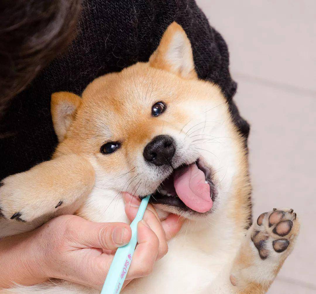 软食|不想给狗狗刷牙?养狗减少口腔疾病的几个办法分享!
