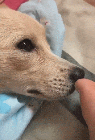 因为|狗狗“爱闻”的几种味道，你身上有，狗子就会黏着你