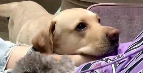 羊奶|狗狗这几种反应，都说明它“吃醋了”