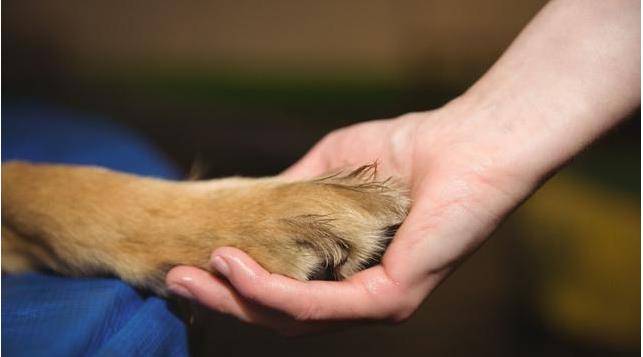 方法|幼犬的性格,活跃或胆小一测就知,你家狗适合你吗?
