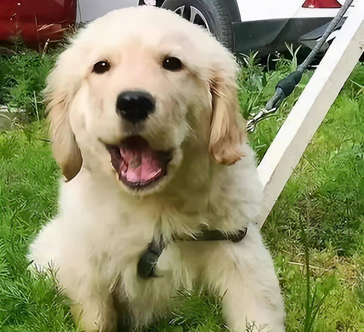 主人|主人常做这几件事，会让狗狗幸福感“爆表”！