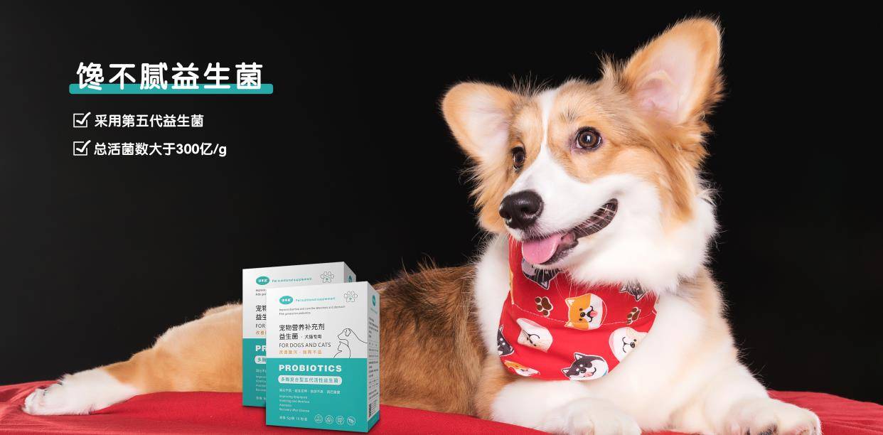 精力|养柯基犬的痛，只有养过的宠主才懂
