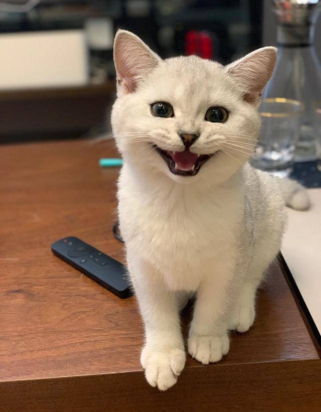 死人|网友说他家的猫咪凶得很！就是奶凶奶凶的，这模样要萌死人了……