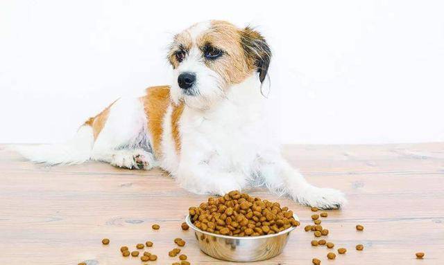 运动量|狗狗食欲不好怎么办?做好这几点,就能让你家狗有旺盛的食欲