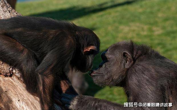 科學家發現一隻黑猩猩基因突變，它們與人類的基因只差1.2% 科技 第13張