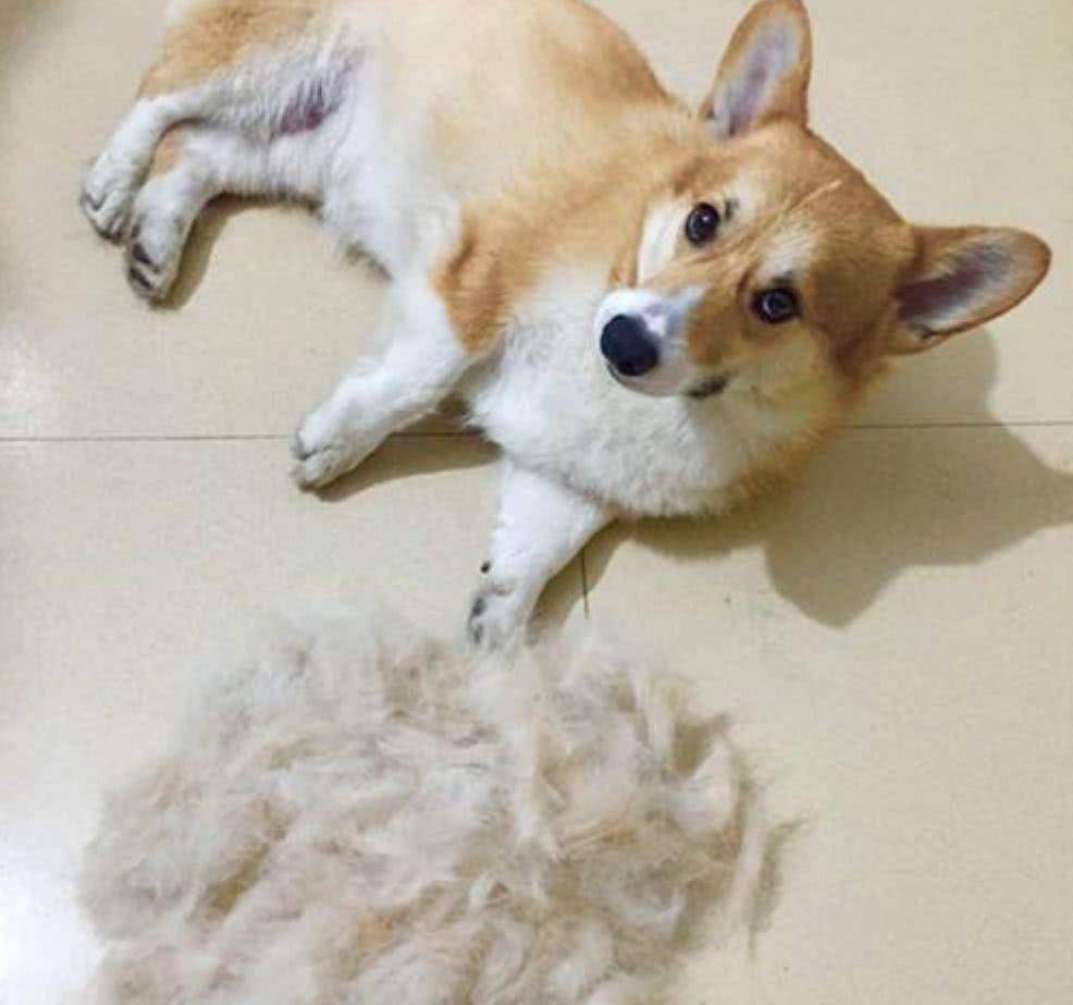 精力|养柯基犬的痛，只有养过的宠主才懂