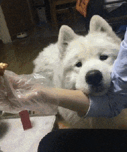 因为|狗狗“爱闻”的几种味道，你身上有，狗子就会黏着你