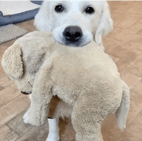 最让人|养狗最让人有“幸福感”的6个瞬间,你占了几个!