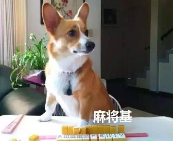 什么|当你养了柯基时，等于拥有了挖掘基、战斗基、老司基等8只基