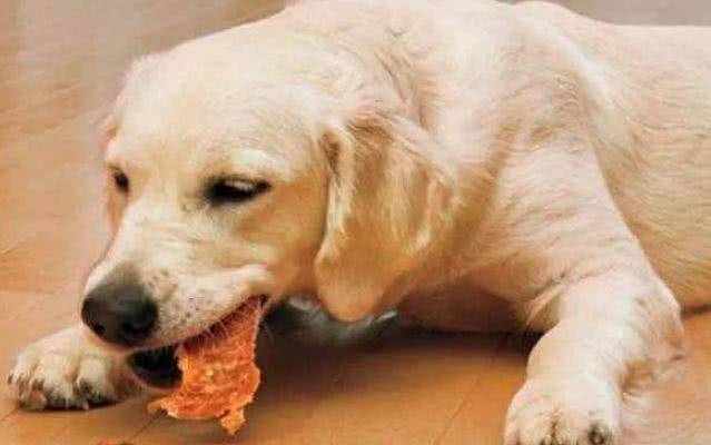 微量元素|想拥有一只“长寿汪”，你要做好这几点！