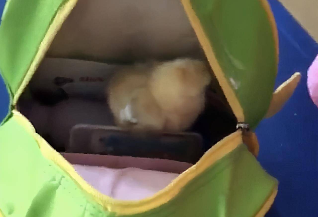 什么|孩子的书包里都装了什么？大蒜、包子、彩纸……堪称“百宝箱”