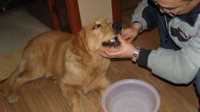 软食|不想给狗狗刷牙?养狗减少口腔疾病的几个办法分享!