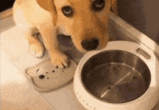 因为|狗狗“爱闻”的几种味道,你身上有,狗子就会黏着你