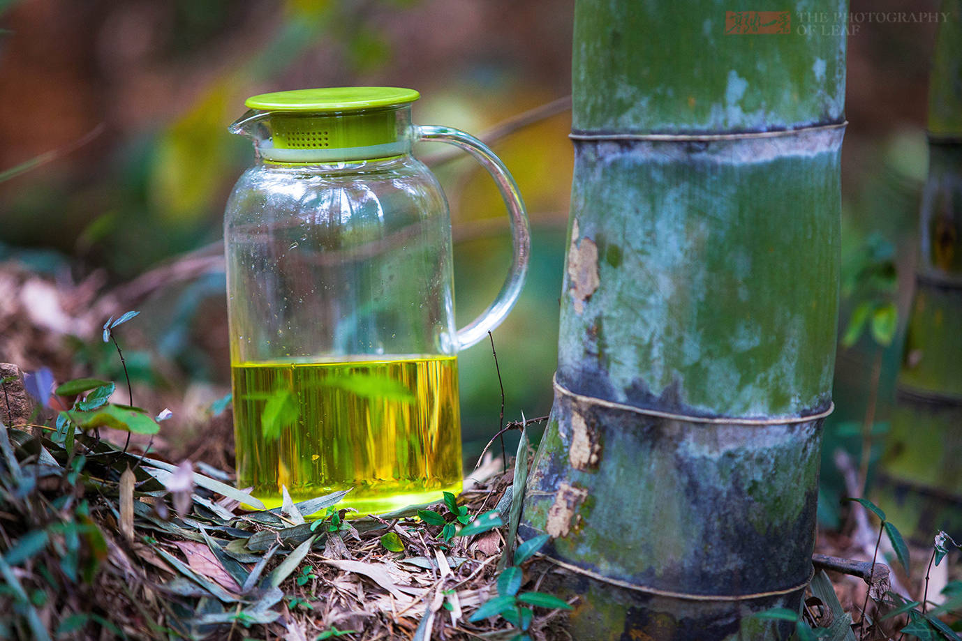 竹酒|亲眼看到活竹子里流出竹酒，为何还有人说是假的？这里的水很深