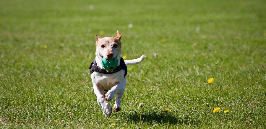 主人|主人常做这几件事，会让狗狗幸福感“爆表”！