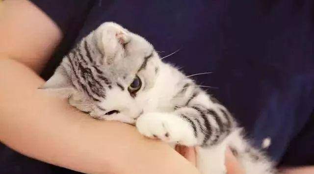 猫咪害怕人是什么意思 fdf166426efe4433ac27de1679a584b4.jpeg