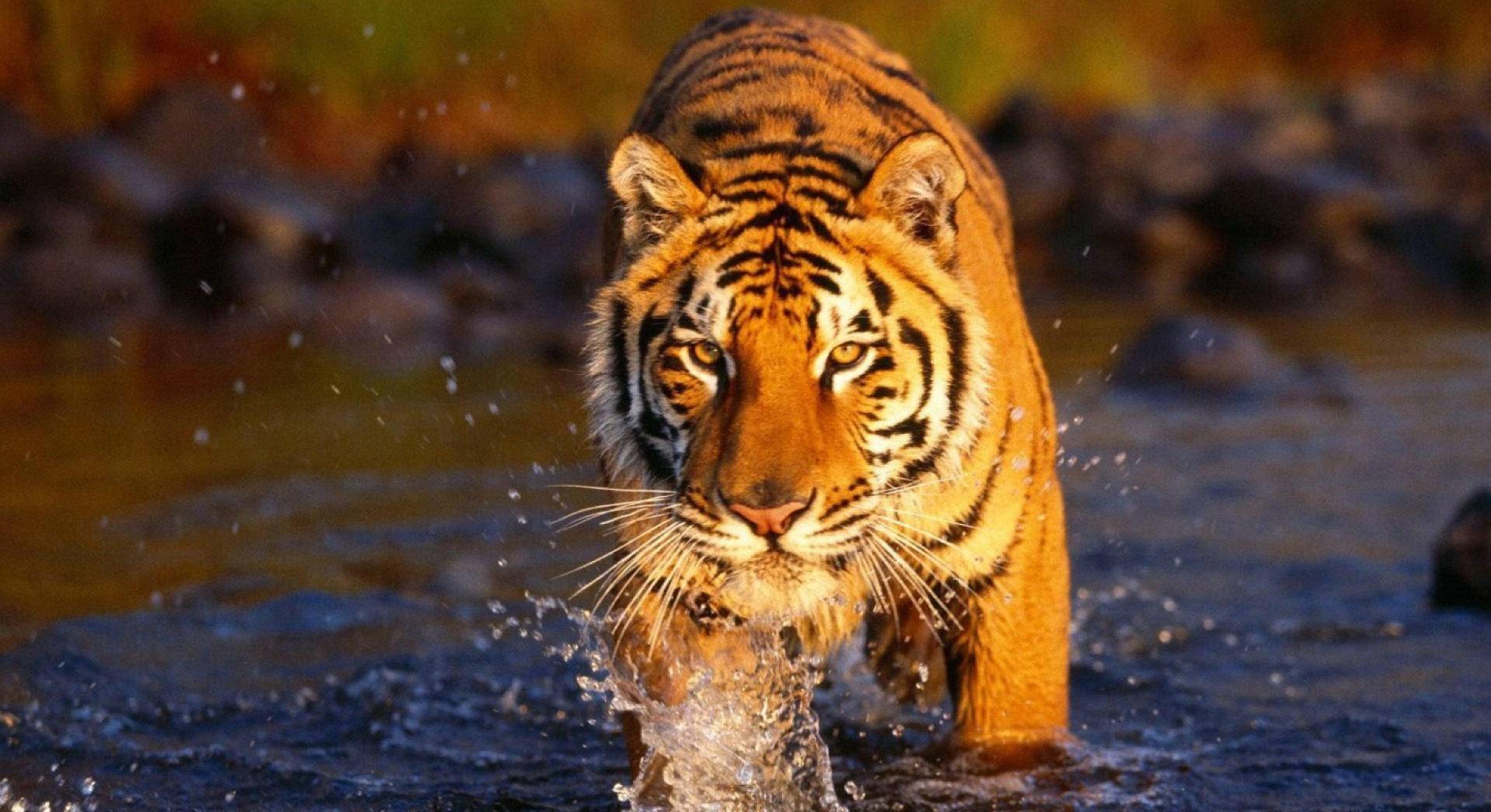 这种鱼苏南人叫塘鳢,里下河人们则叫虎头鲨,还叫它"虎头呆子" - 医药