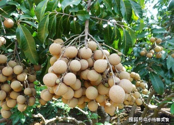 滋阴补肾的水果 29acafec1458460ab415da3cca08d790.jpeg