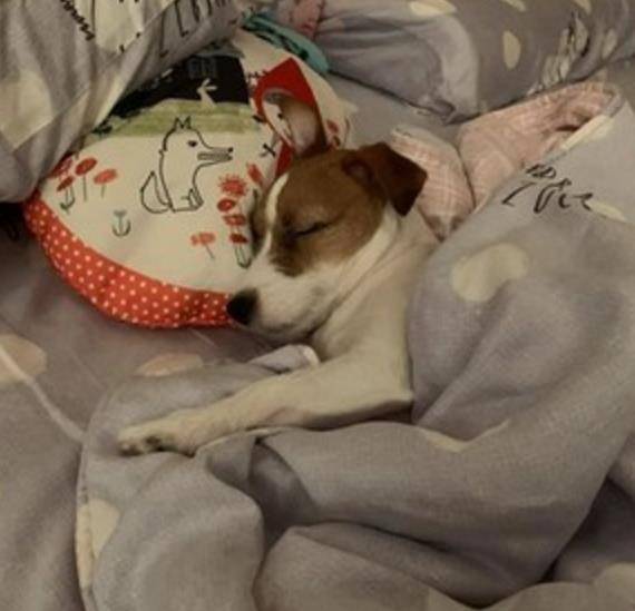 因天气太冷 狗狗赖床 爆睡13个小时 被窝