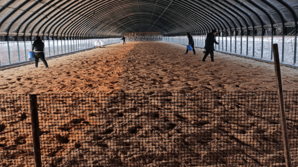 制作3000亩发酵床养鹅基地,泓农都满足客户需求!