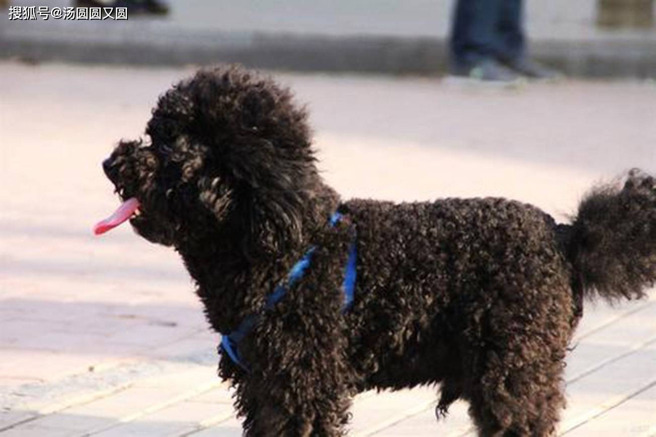 【养宠小知识】黑色泰迪掉毛严重是为啥