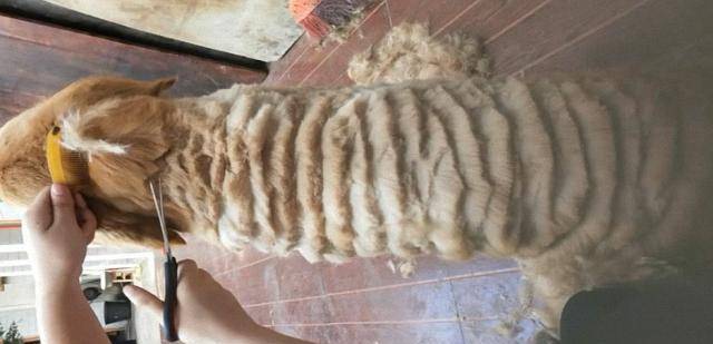 买点|以后不要在家给狗子剪毛了! 估计这回真的伤了狗子的自尊了