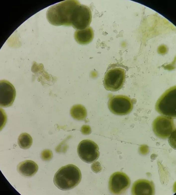 体内有一马蹄形或香肠形大核.