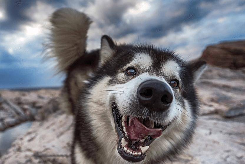 时间|狗狗跟主人特别熟之后, 也会有这3个“不好”, 会让主人抓狂!