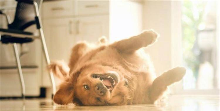 时间选择|如果你还不会给狗狗拍照, 来看看这6点吧!