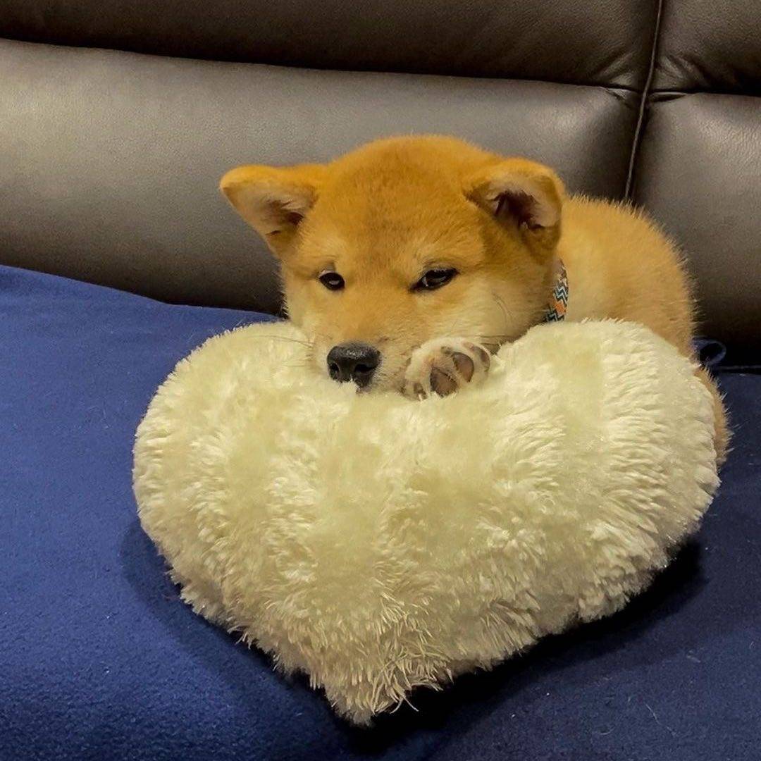 咨询|柴犬百科丨关于柴犬挑食的四个问题