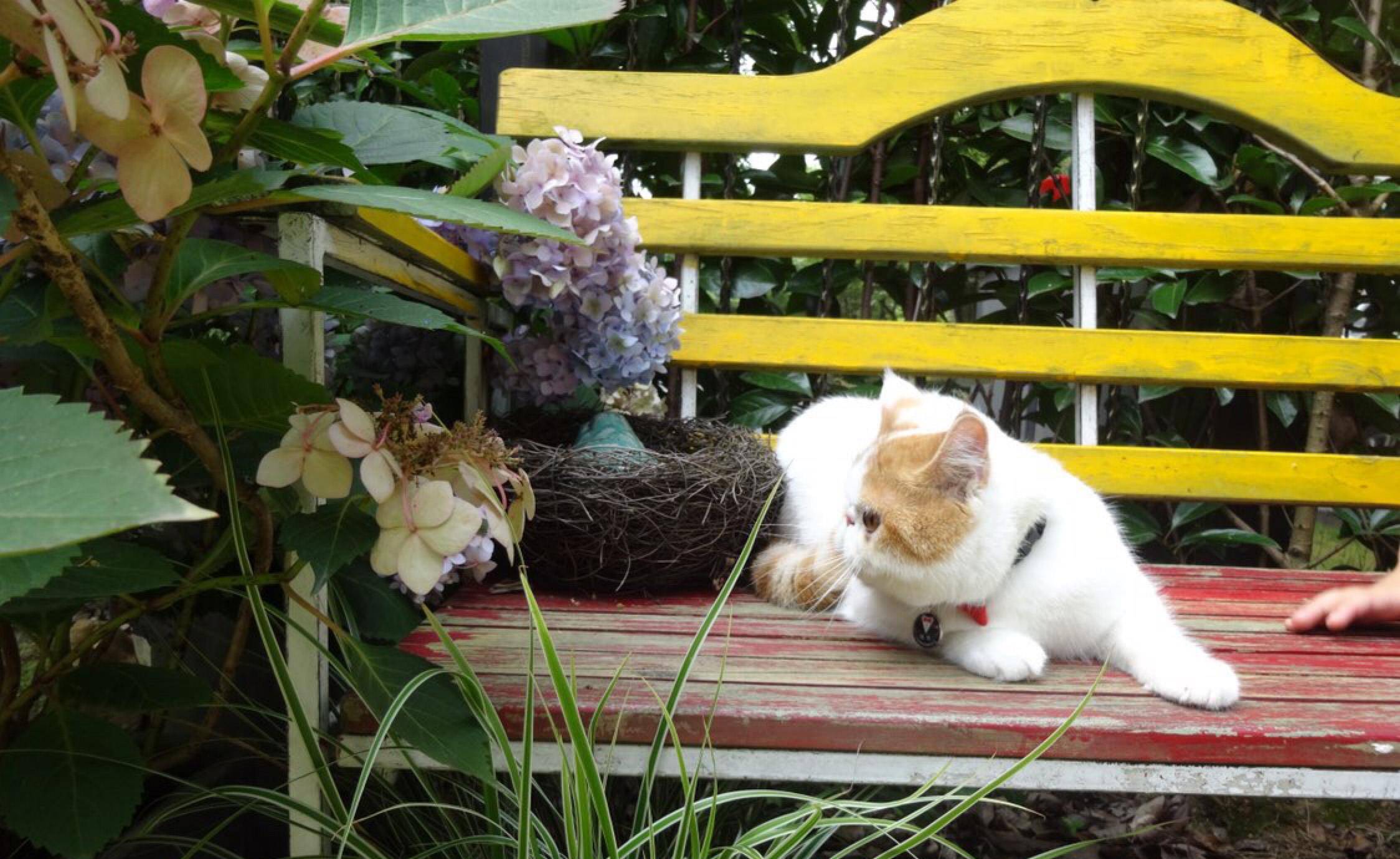 脸盘|加菲猫野外求生记！太萌了，谁说猫不能溜的逗死我了……