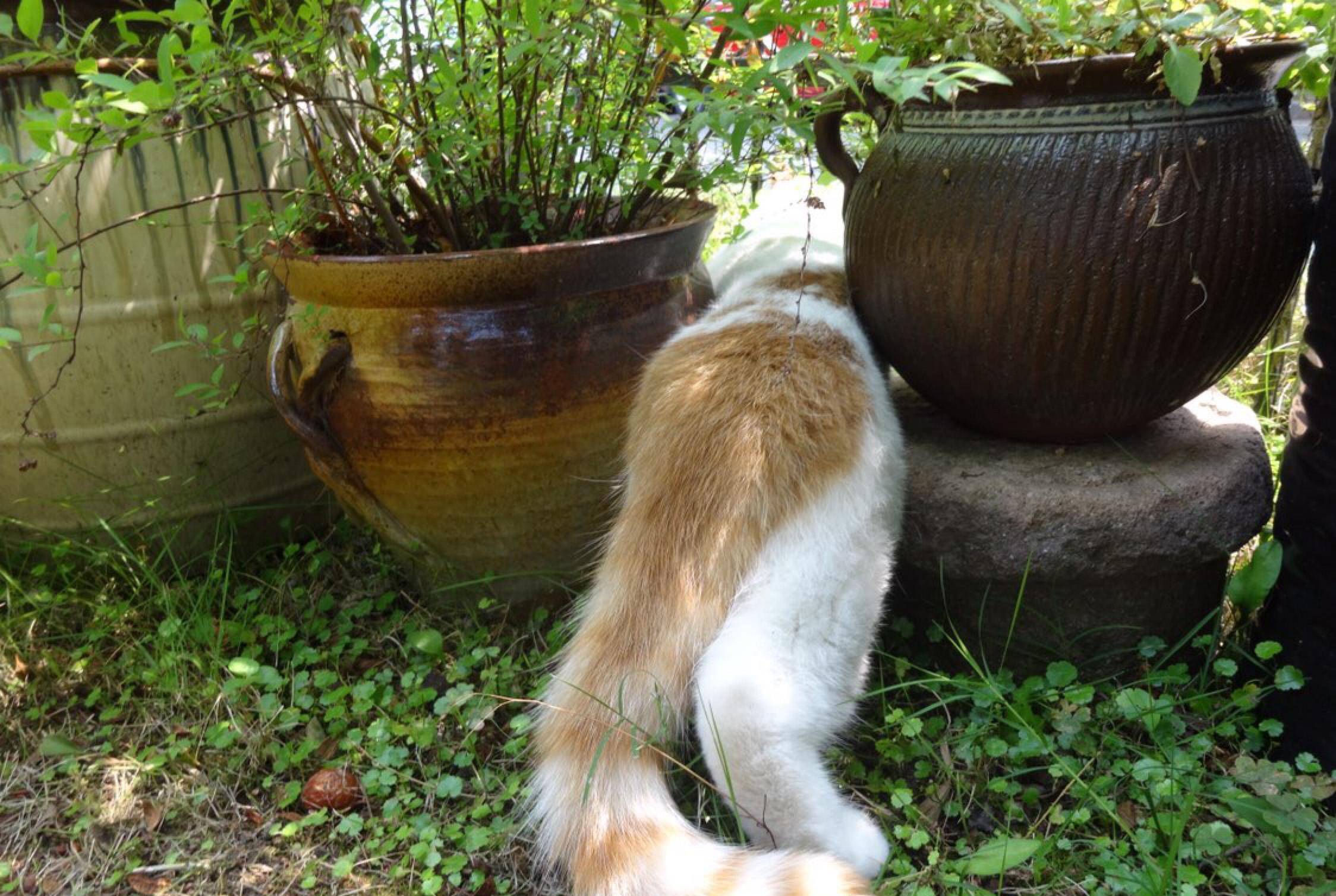 脸盘|加菲猫野外求生记！太萌了，谁说猫不能溜的逗死我了……