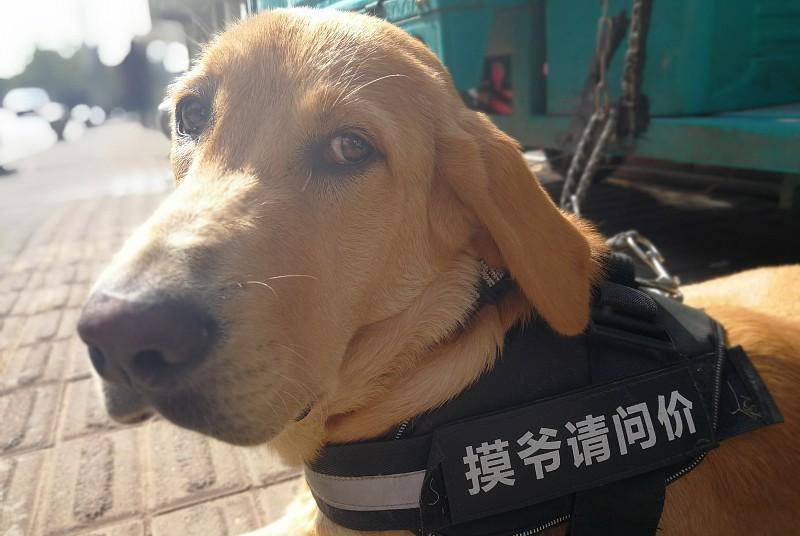 小天使|总觉得自己养的狗，不如别人家的那么聪明懂事，大家觉得呢