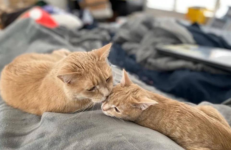 怎么看小猫有多重 5a766450fc82400f92932eb7329c7394.jpeg