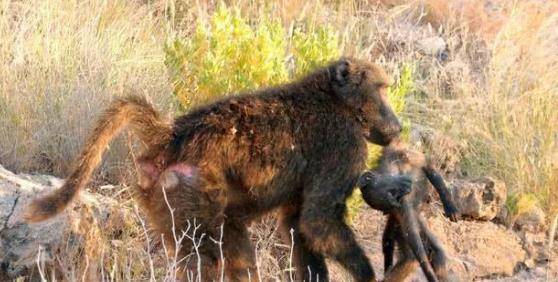 狒狒属于什么科属种 7573c87280504d629b792d7513dfa3d2.jpeg