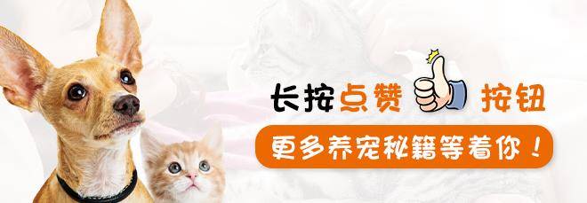 样子|看完这只柯基的故事，我想对我家的狗狗好一点