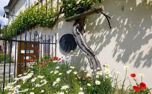 葡萄|俄、英、日、意、法、比利时等国际展团确认参展第五届中部酒博会