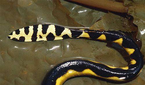 号称最强动物毒的海蛇毒液 相当于眼镜蛇毒液毒性的两倍 潜水