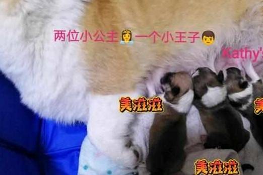 主人|柯基爸爸全程陪伴妻子生产，专注地看了整整五个小时让主人感动！