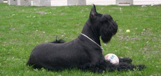 奖励|训练狗狗之前, 这五个细节一定要先了解, 能让你事半功倍