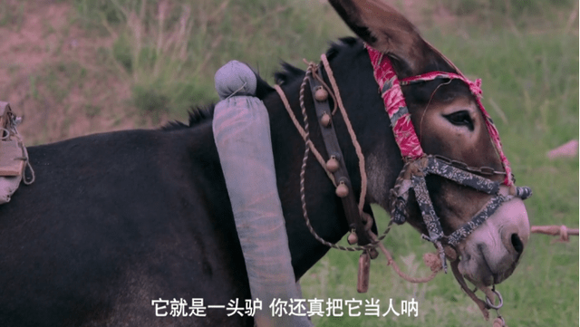 驴得水细思极恐的细节图片