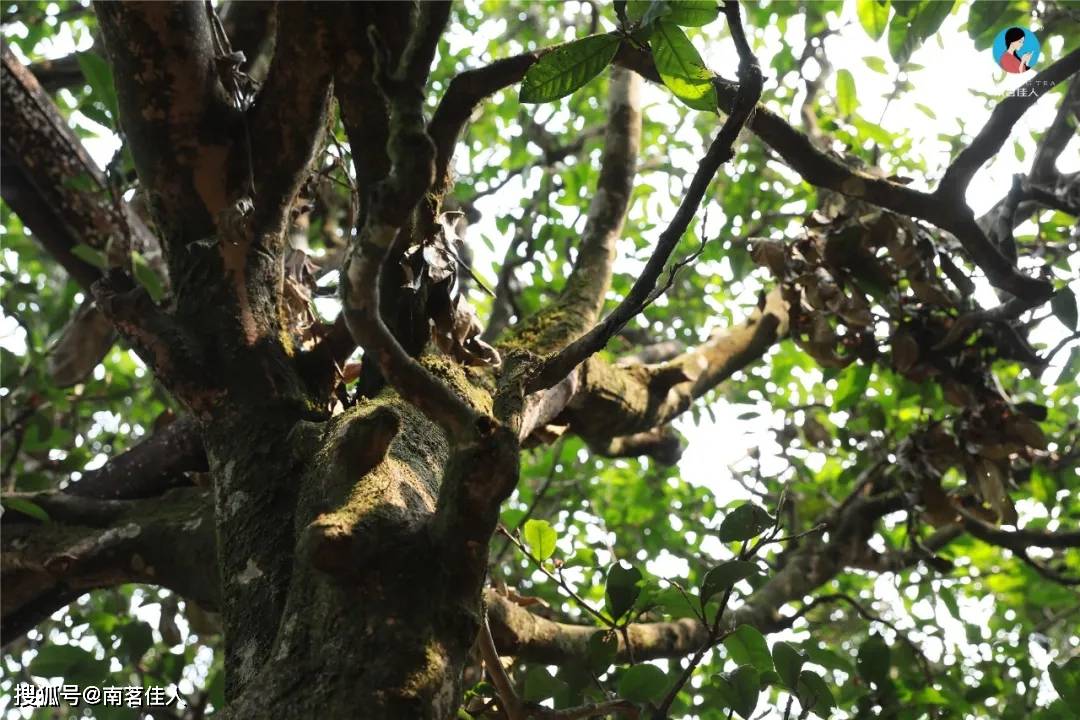 陈越香|谣言不怕多，就怕你真的相信了！