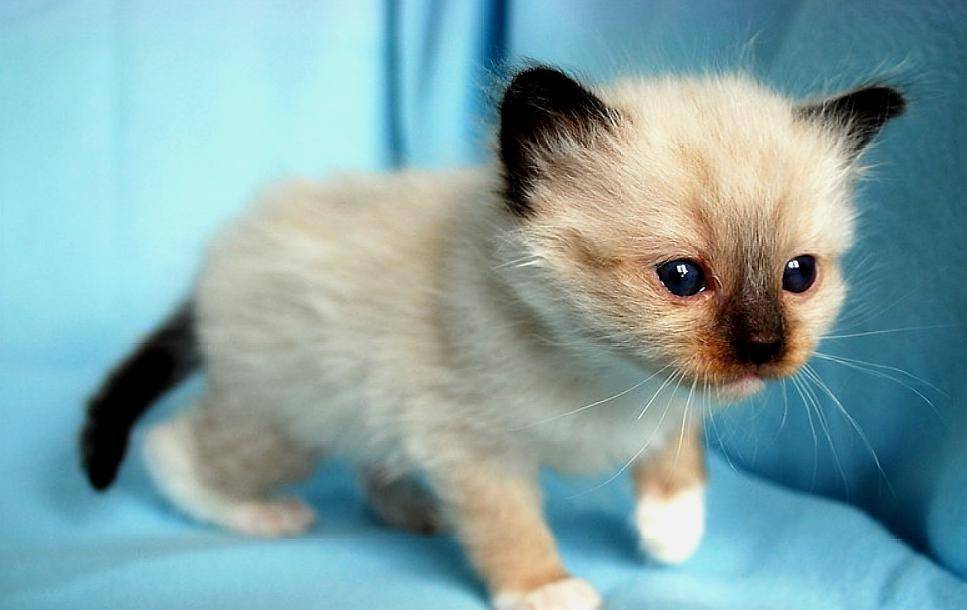 怎么看小猫有没有感冒 e34aea4b17a84950a7993d28190c777e.jpeg